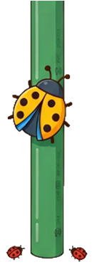 木登りテントウムシ