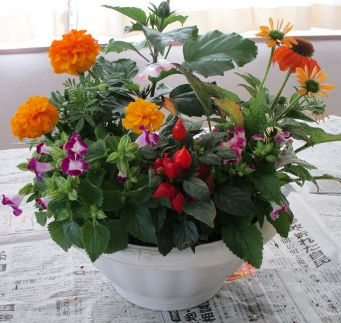 まなびネット画像　季節の寄せ植え